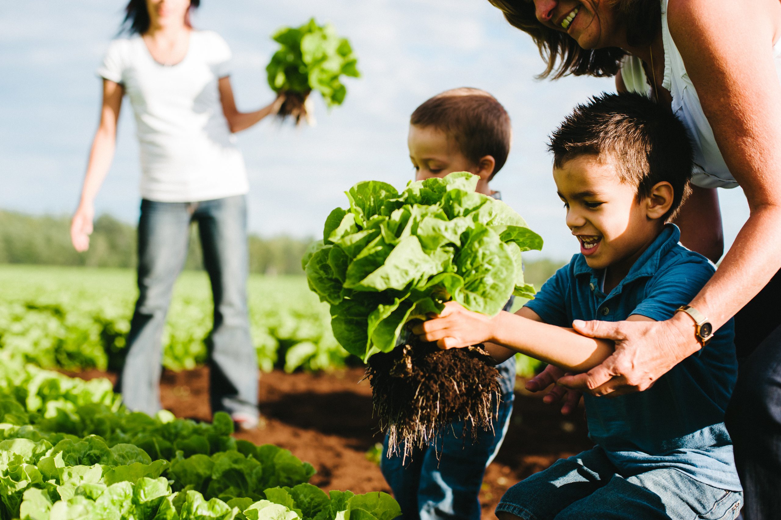 Le plus grand producteur de légumes frais au Canada - Vegpro