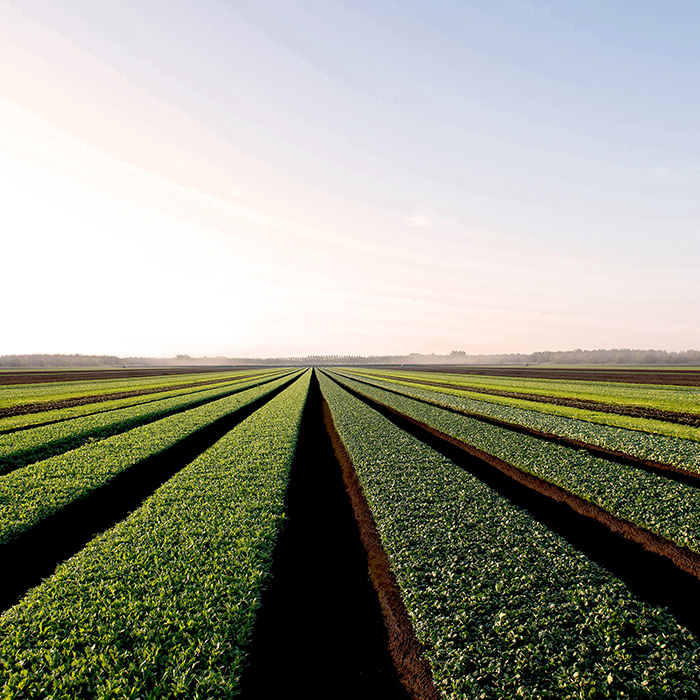 Champs de salades - Vegpro