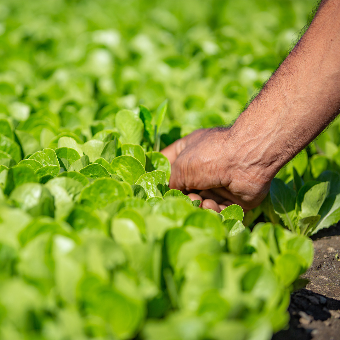 Choisir la salade - Vegpro