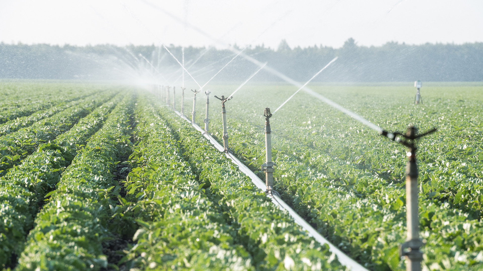 Arrosage des rangs de salades - Vegpro