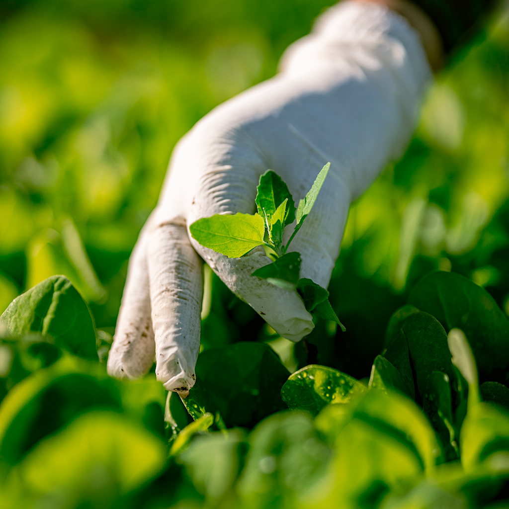 Chez Vegpro, nous cultivons les talents