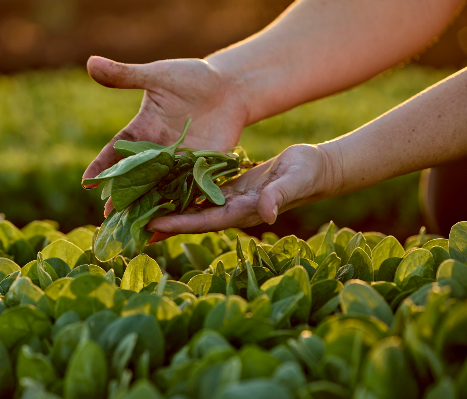 Vegpro - Mission et vision